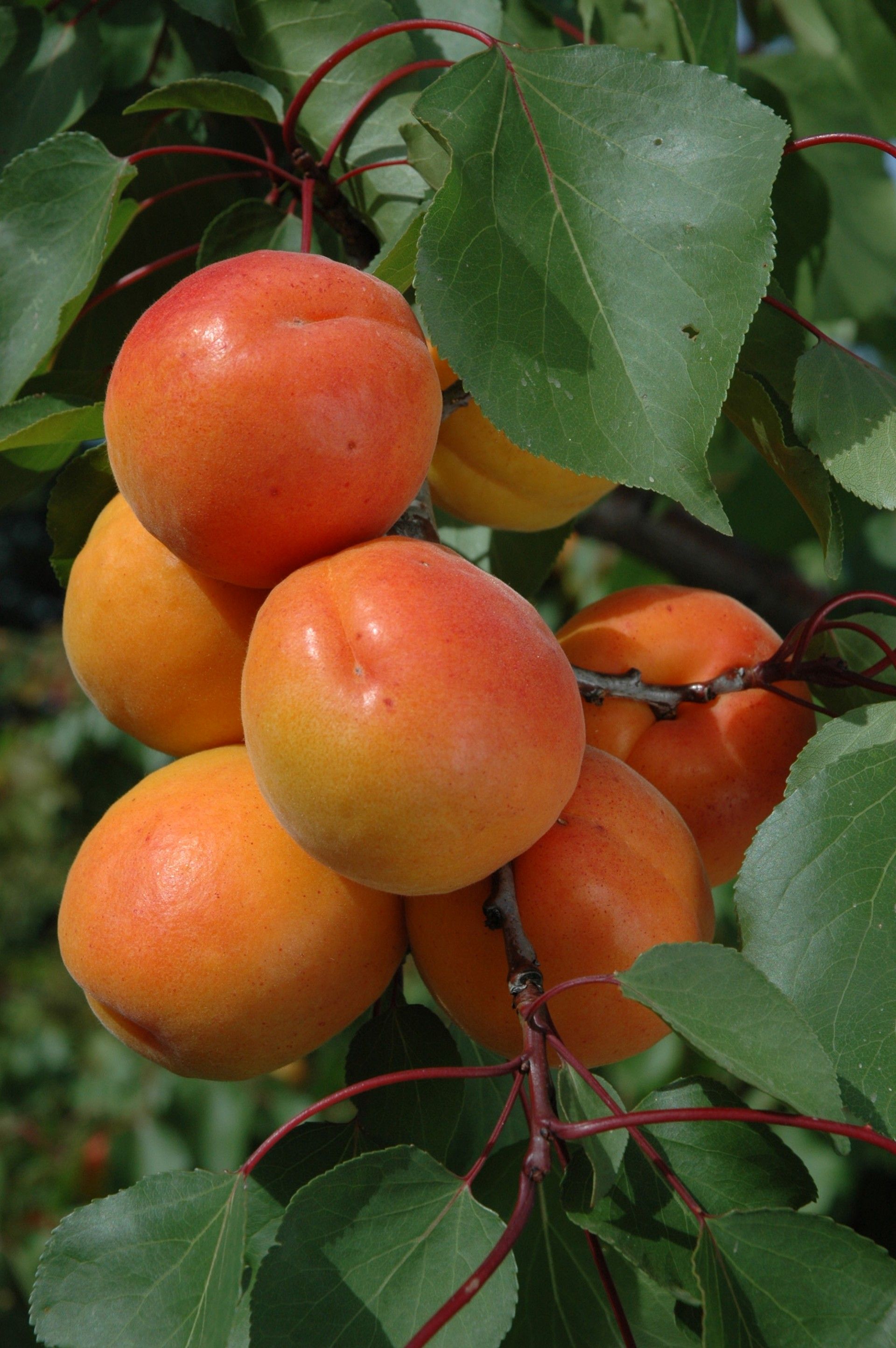 MAYA COT (cov) Apricots Vitro Hellas Nursery