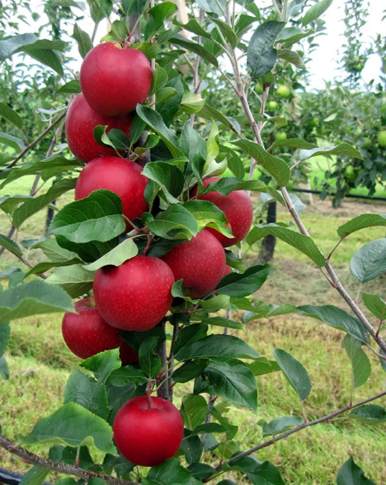 KING GALA® Apples Vitro Hellas Nursery
