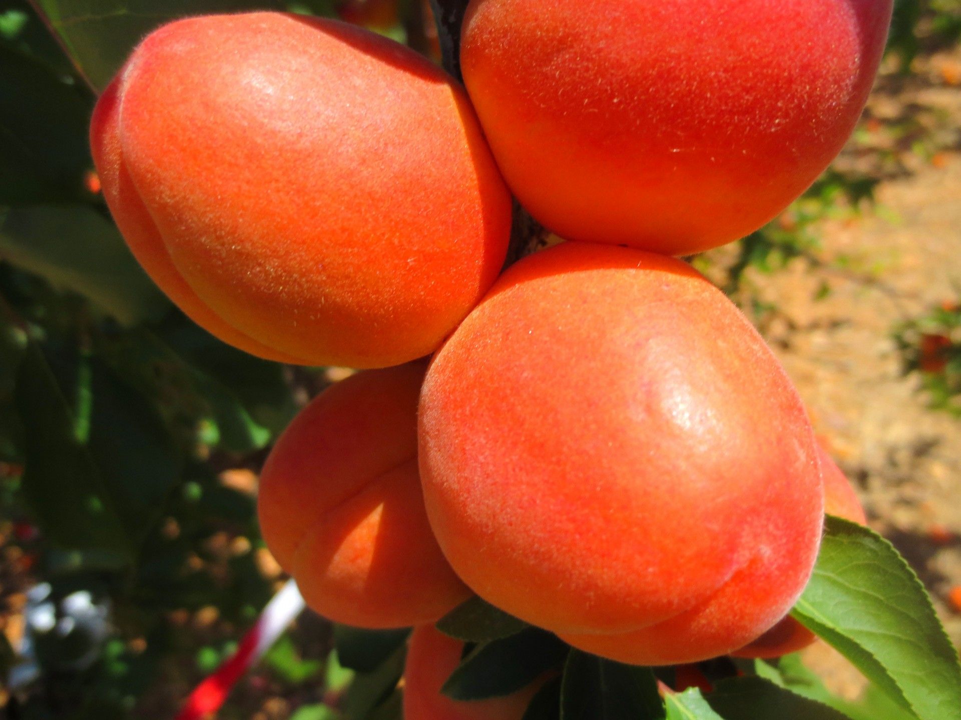 MAYA COT (cov) Apricots Vitro Hellas Nursery