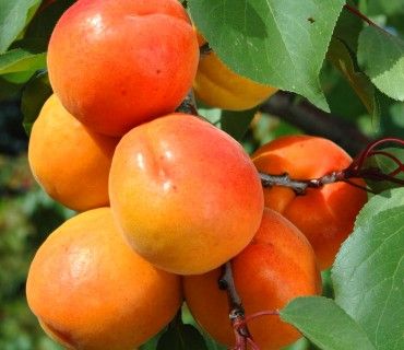 Bora® - Apricots