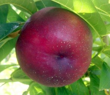 Early Bomba®           - Nectarines