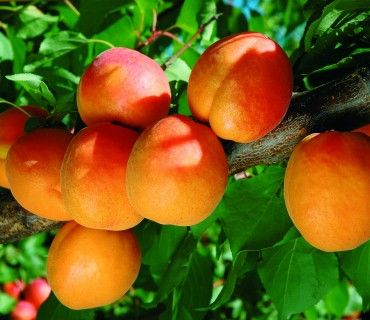 Farbaly® - Apricots