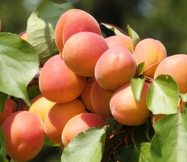 Lilly Cot® - Apricots