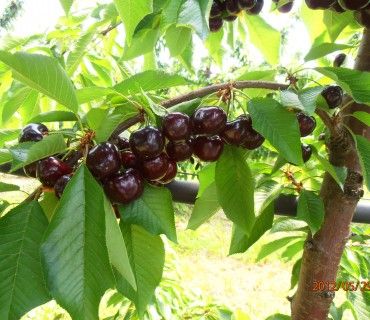 Sweet Aryana® - Cherries