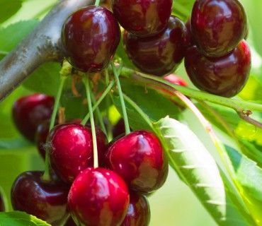 Sweet Valina® - Cherries