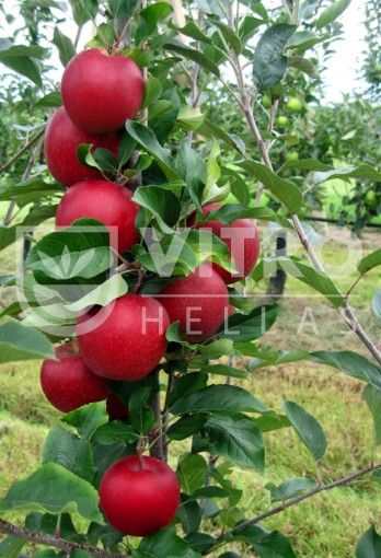 Fruit trees