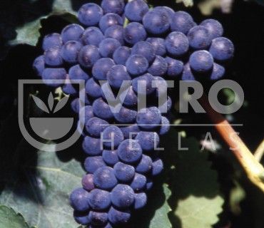 Aglianico N - Саженцы винных сортов винограда