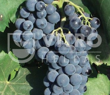  Alicante Bouchet N - Саженцы винных сортов винограда