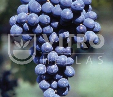 Barbera N - Саженцы винных сортов винограда