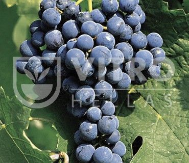  Cabernet Franc N - Саженцы винных сортов винограда