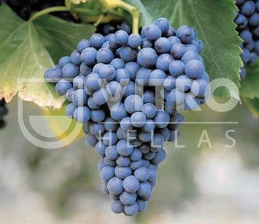Cannonao N (Greenache Rouge N) - Ποικιλίες Αμπέλου