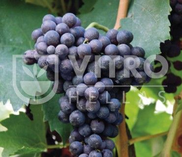 Carignano N - Саженцы винных сортов винограда