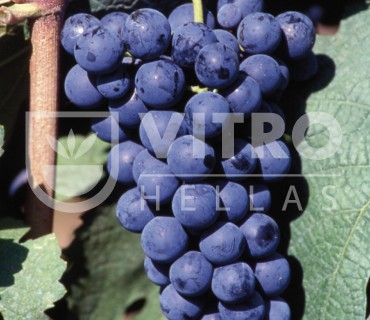 Carmenere N - СОРТА ВИНОГРАДА