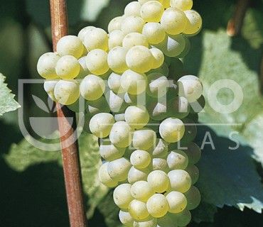 Chardonnay B - Саженцы винных сортов винограда