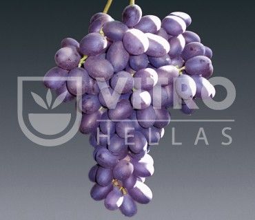 Crimson Seedless N - СОРТА ВИНОГРАДА