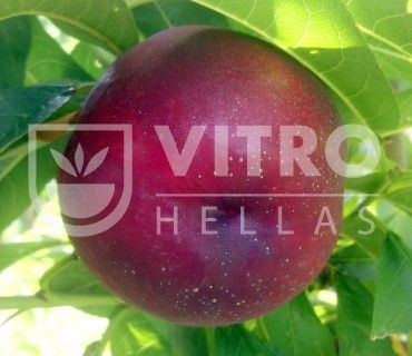 Early Bomba®           - Nectarines