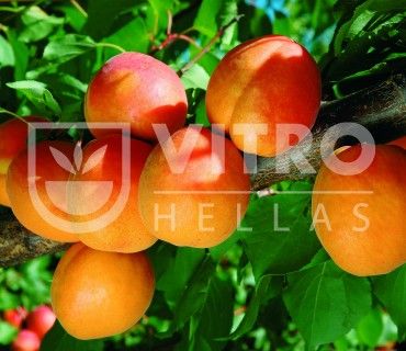 Farbaly® - Apricots