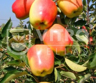 Gold Chief® - Gold Pink    - Apples