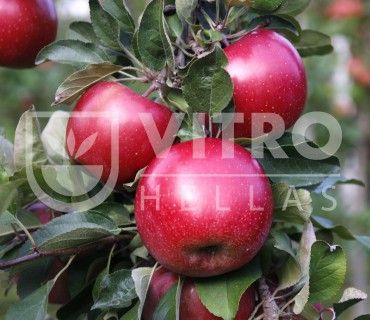 King Fuji® - Apples