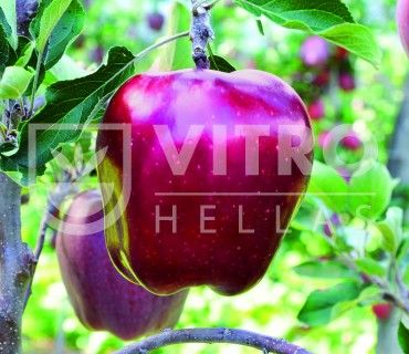 King Roat® Red Delicious - Яблоня