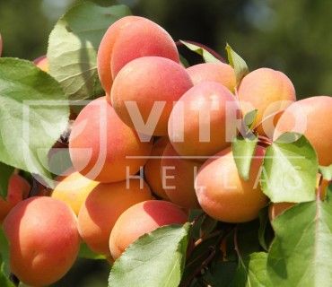 LILLY COT cov - Apricots