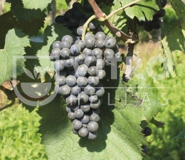 Malbech N - Саженцы винных сортов винограда