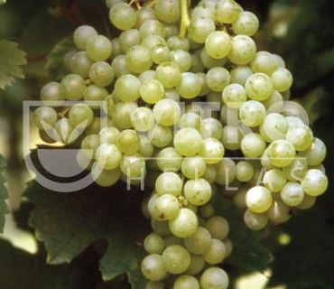 Malvasia Candia B - 