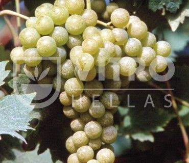 Malvasia Aromatica B - СОРТА ВИНОГРАДА