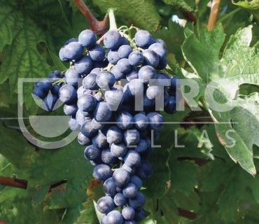 Montepulciano N - Саженцы винных сортов винограда