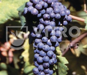 Nebbiolo N - СОРТА ВИНОГРАДА