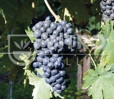 Primitivo N (Zinfandel N) - СОРТА ВИНОГРАДА