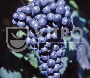 Refosco dal Penduncolo Rosso N - СОРТА ВИНОГРАДА