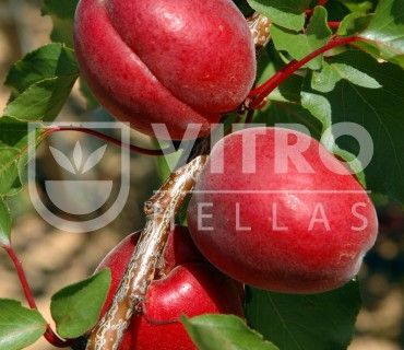 Rubista®  - Apricots