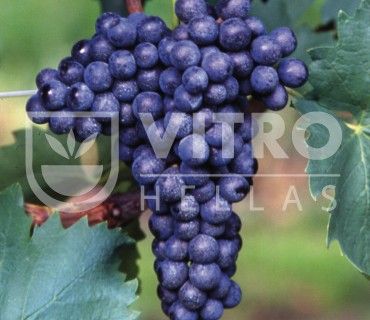 Sangiovese N - СОРТА ВИНОГРАДА