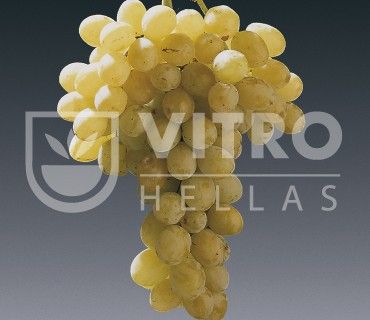 Sublima Seedless B - Саженцы столовых сортов винограда