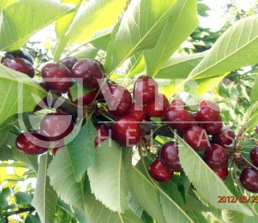 Sweet Lorenz® - Cherries