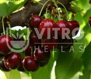 Sweet Saretta® - Cherries