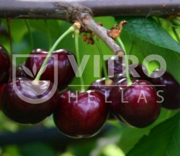 Sweet Stephany® - Cherries