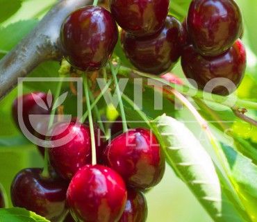 Sweet Valina® - Cherries