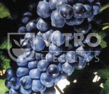 Tannat N - СОРТА ВИНОГРАДА