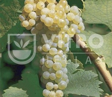 Trebbiano Toscano B (Ugni Blanc B) - СОРТА ВИНОГРАДА