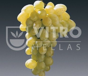 Victoria B - Саженцы столовых сортов винограда