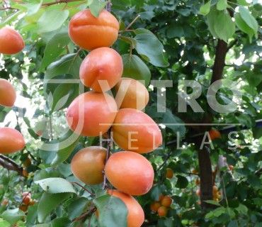 WONDER COT cov - Apricots