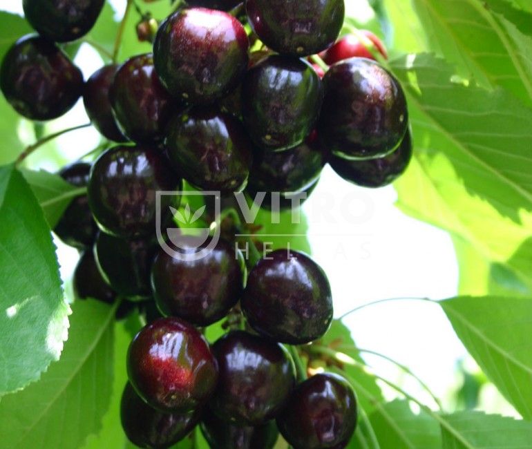 Black Star®      - Cherries