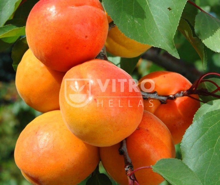 Bora® - Apricots