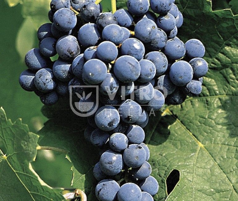  Cabernet Franc N - Саженцы винных сортов винограда