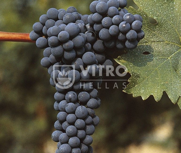 Cabernet Sauvignon N - Саженцы винных сортов винограда