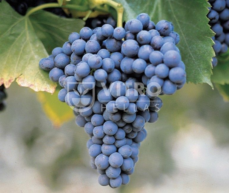 Cannonao N (Greenache Rouge N) - Саженцы винных сортов винограда