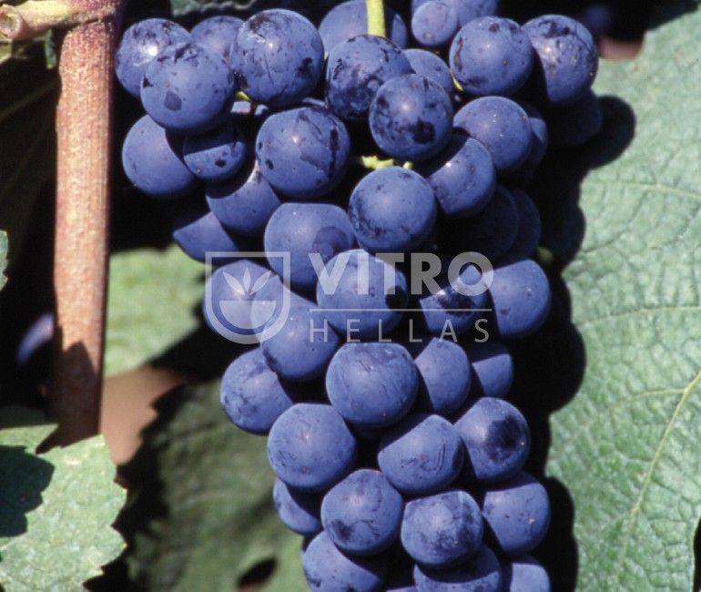 Carmenere N - Саженцы винных сортов винограда