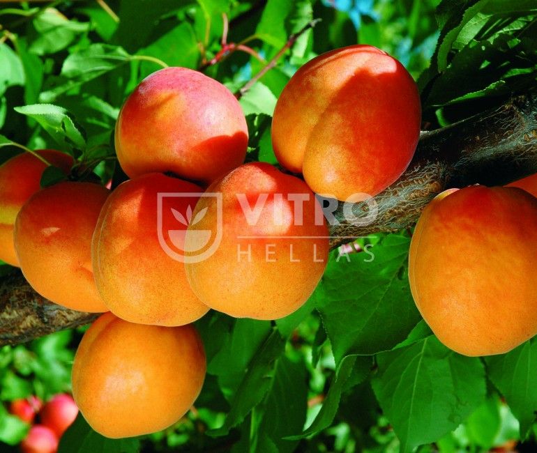 Farbaly® - Apricots